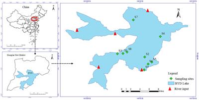 Characterizing bacterial communities in Phragmites australis rhizosphere and non-rhizosphere sediments under pressure of antibiotics in a shallow lake